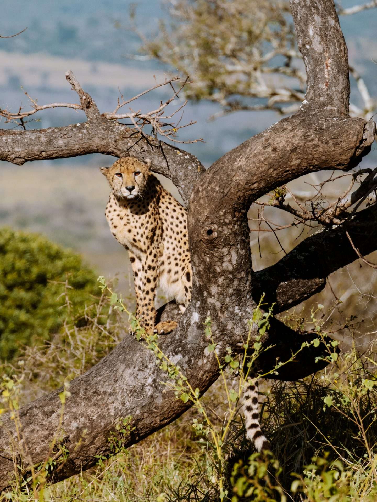cheetah