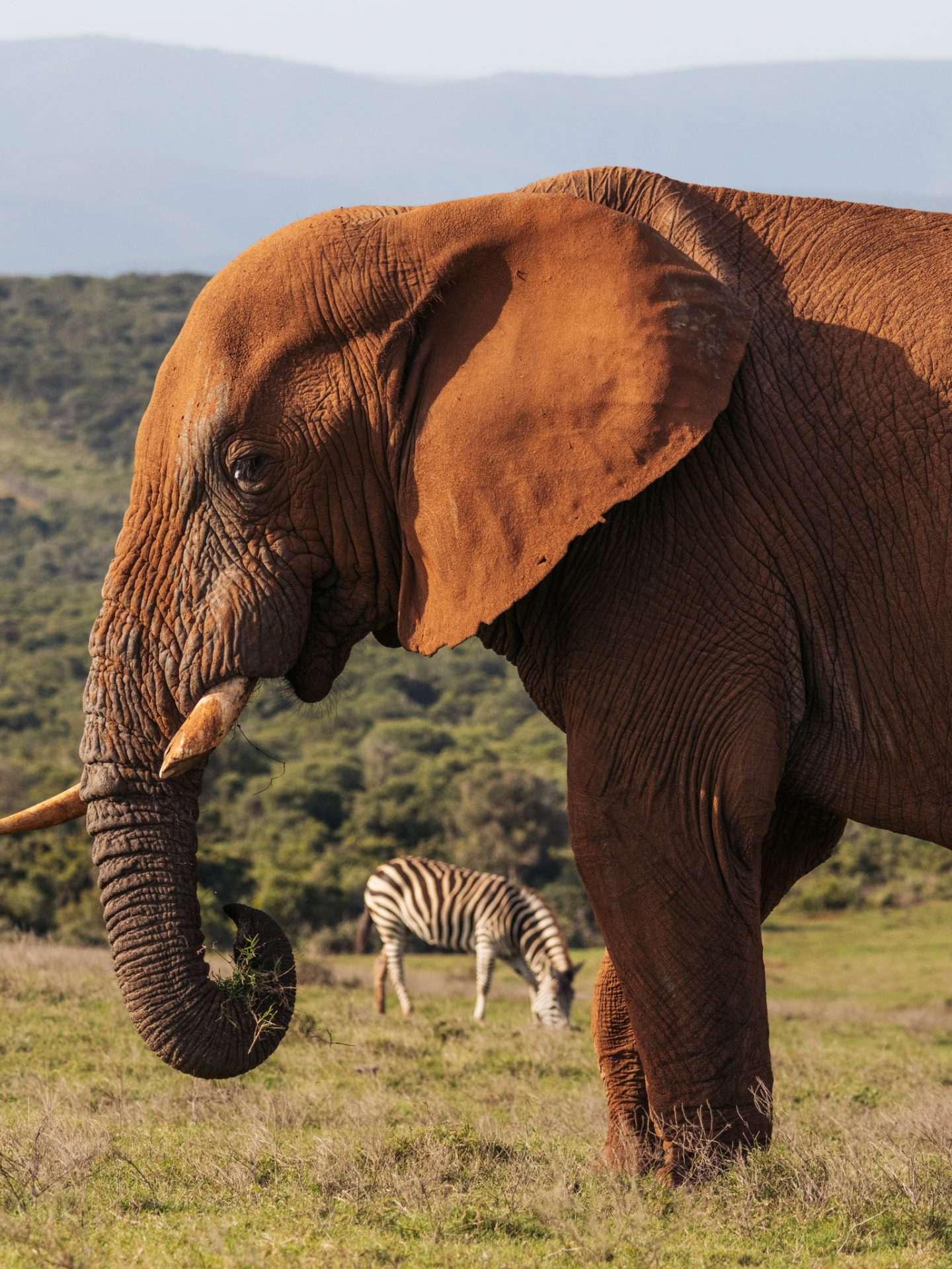 addo elephant park