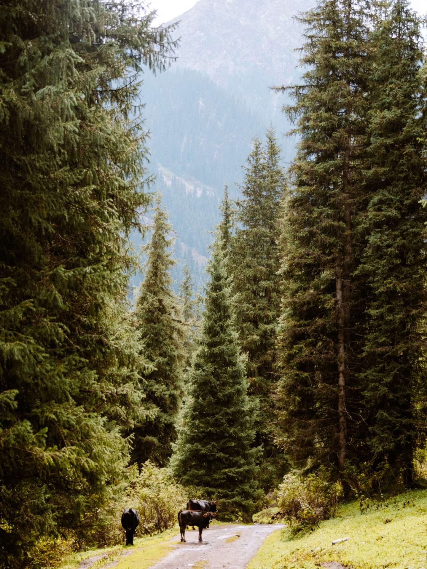 hiken in kirgizië