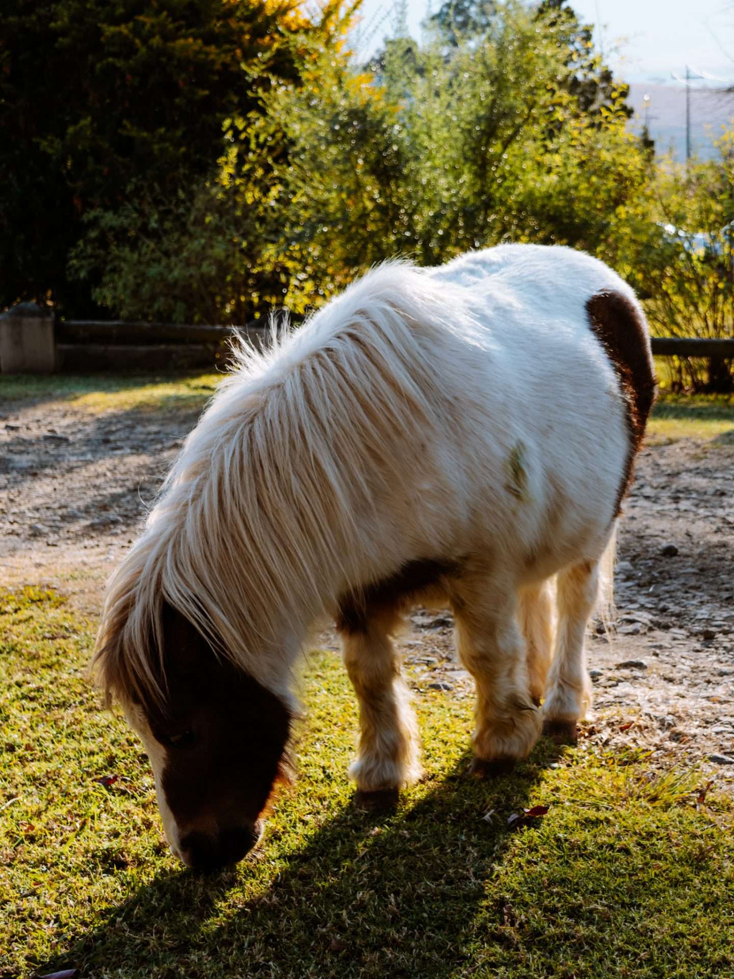 pony's berghouse