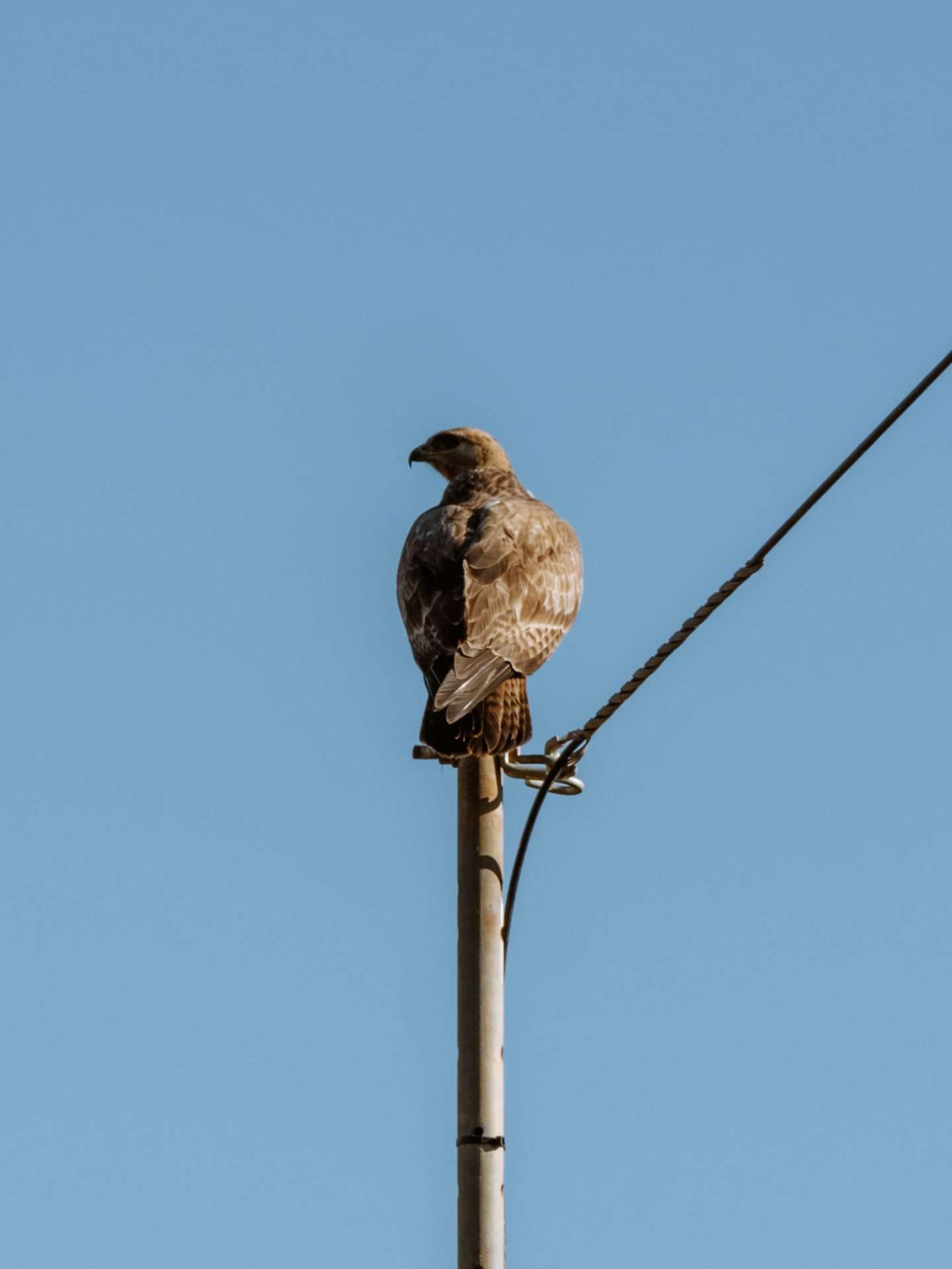 roofvogel