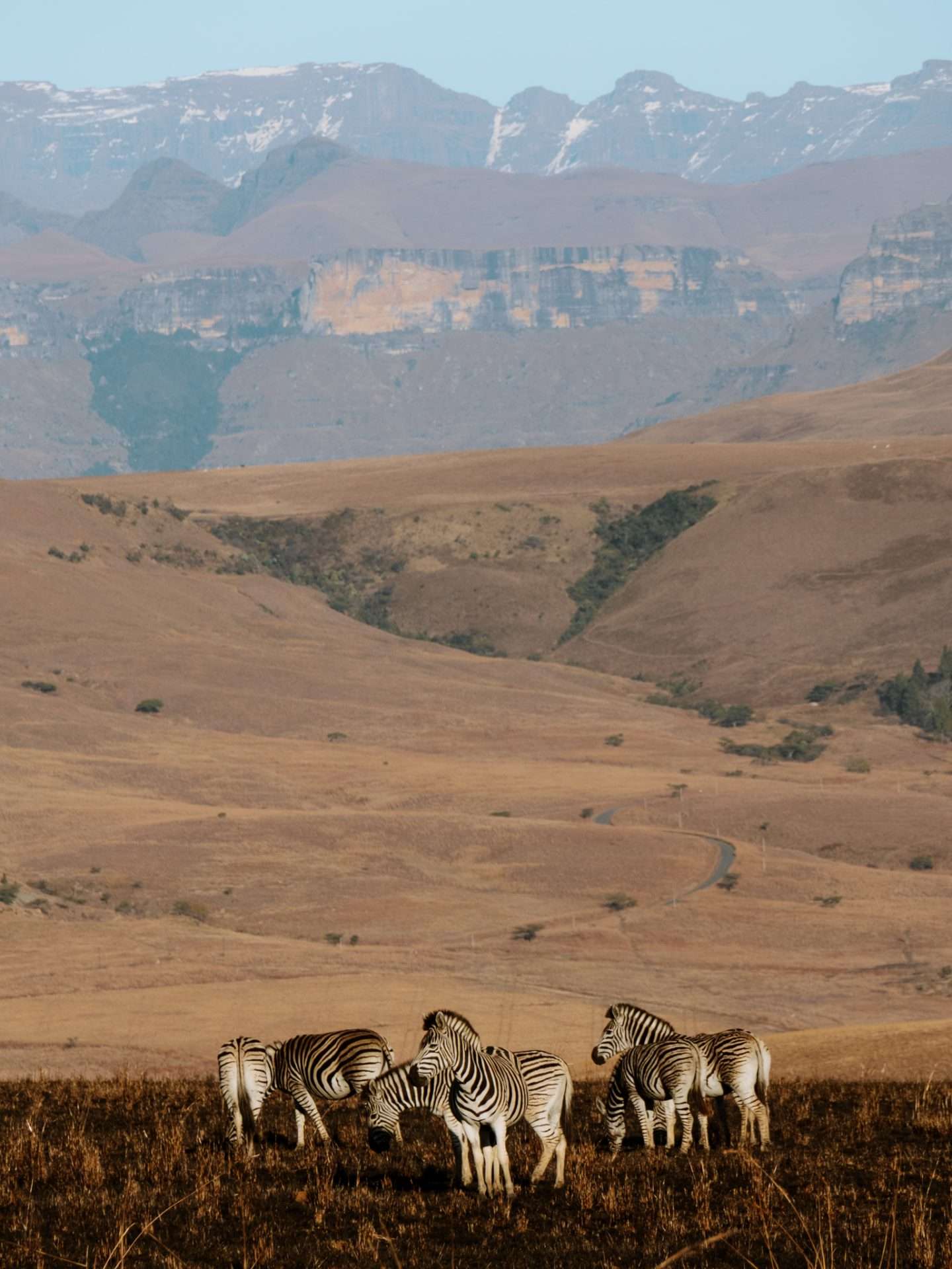 mountain zebra's