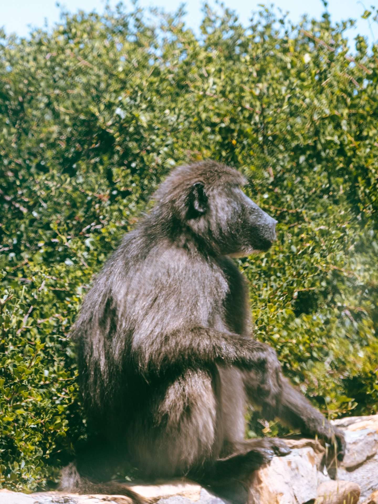 baviaan