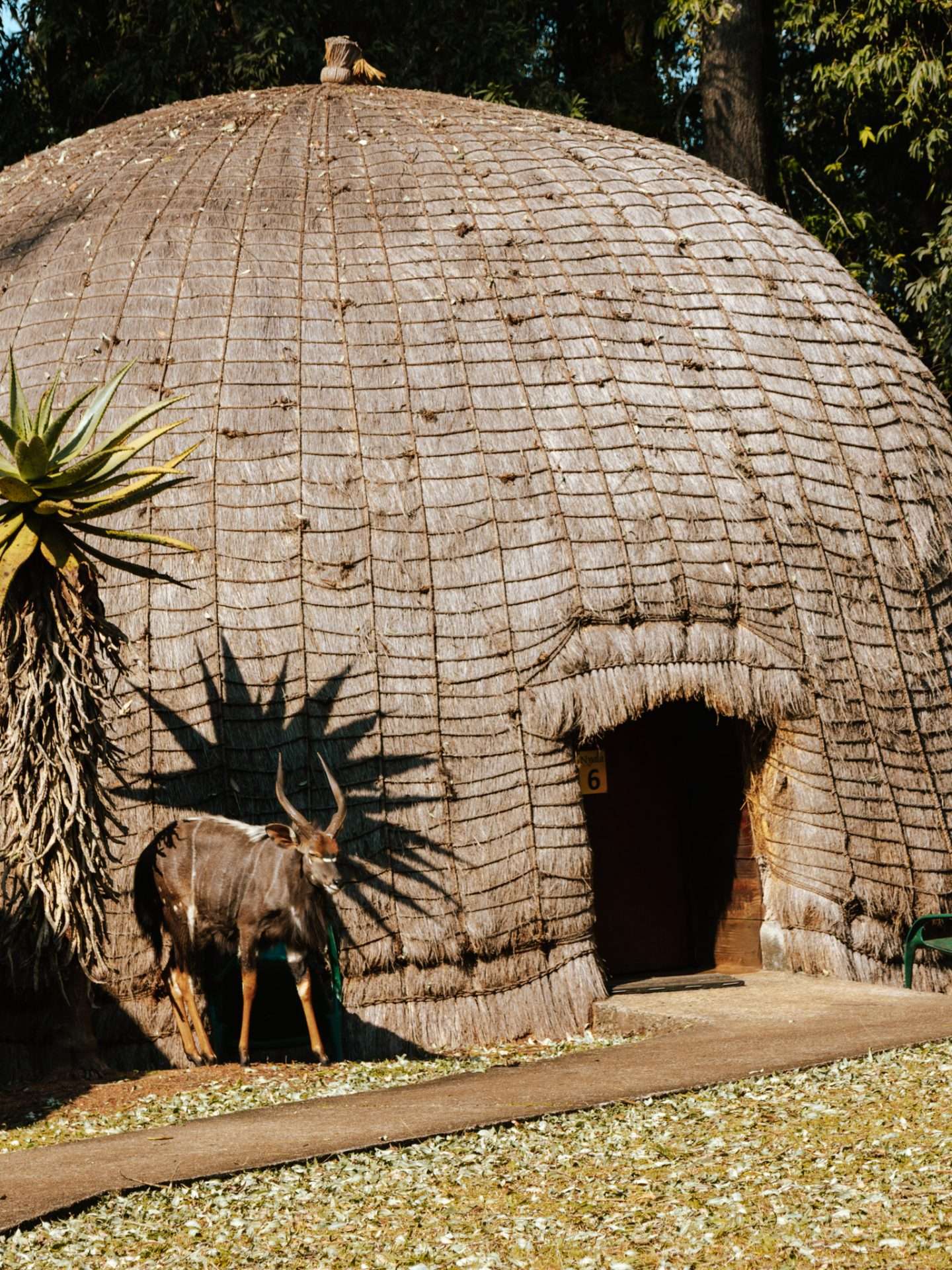mlilwane wildlife sanctuary