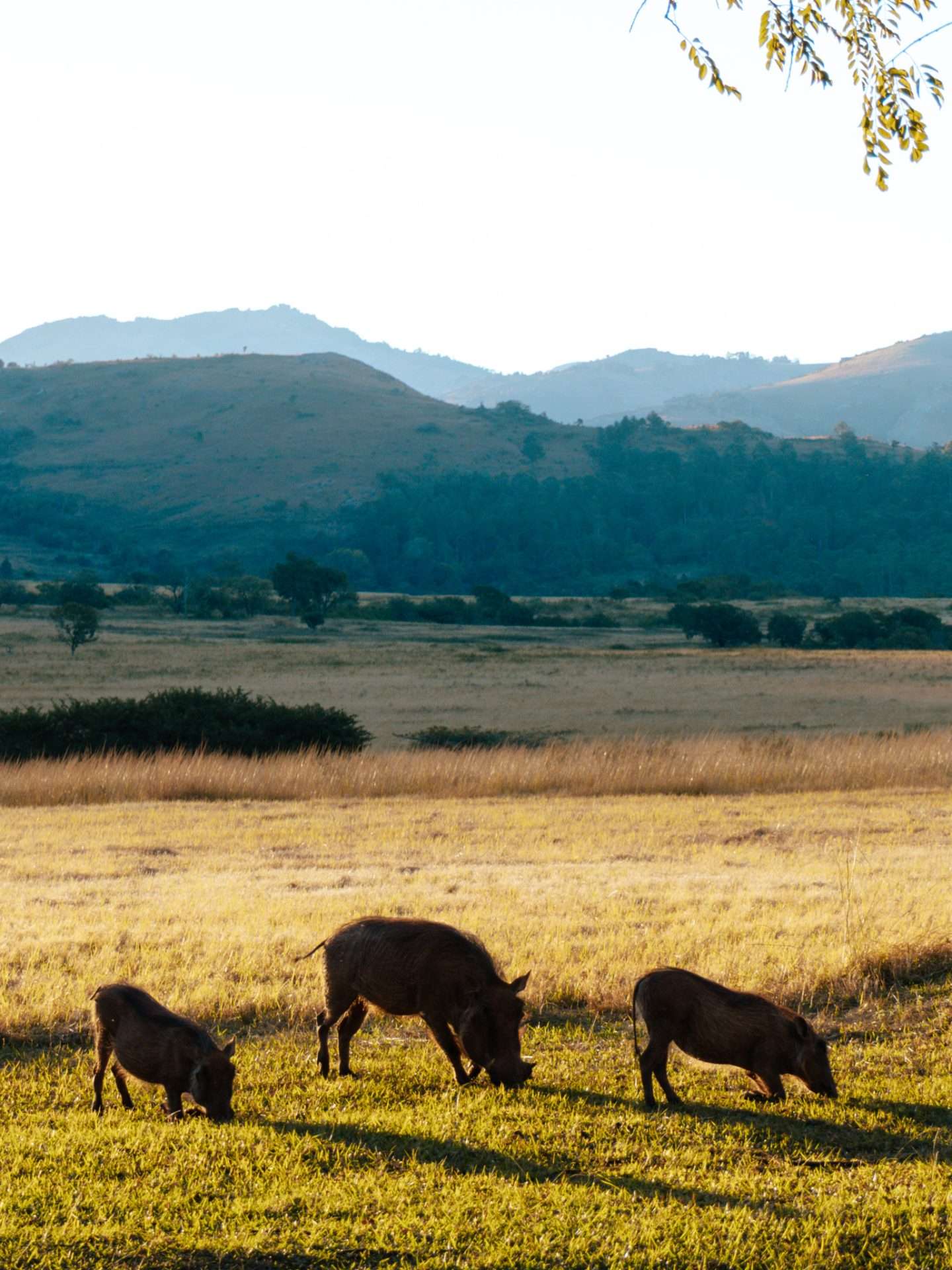 uitzicht mlilwane wildlife sanctuary