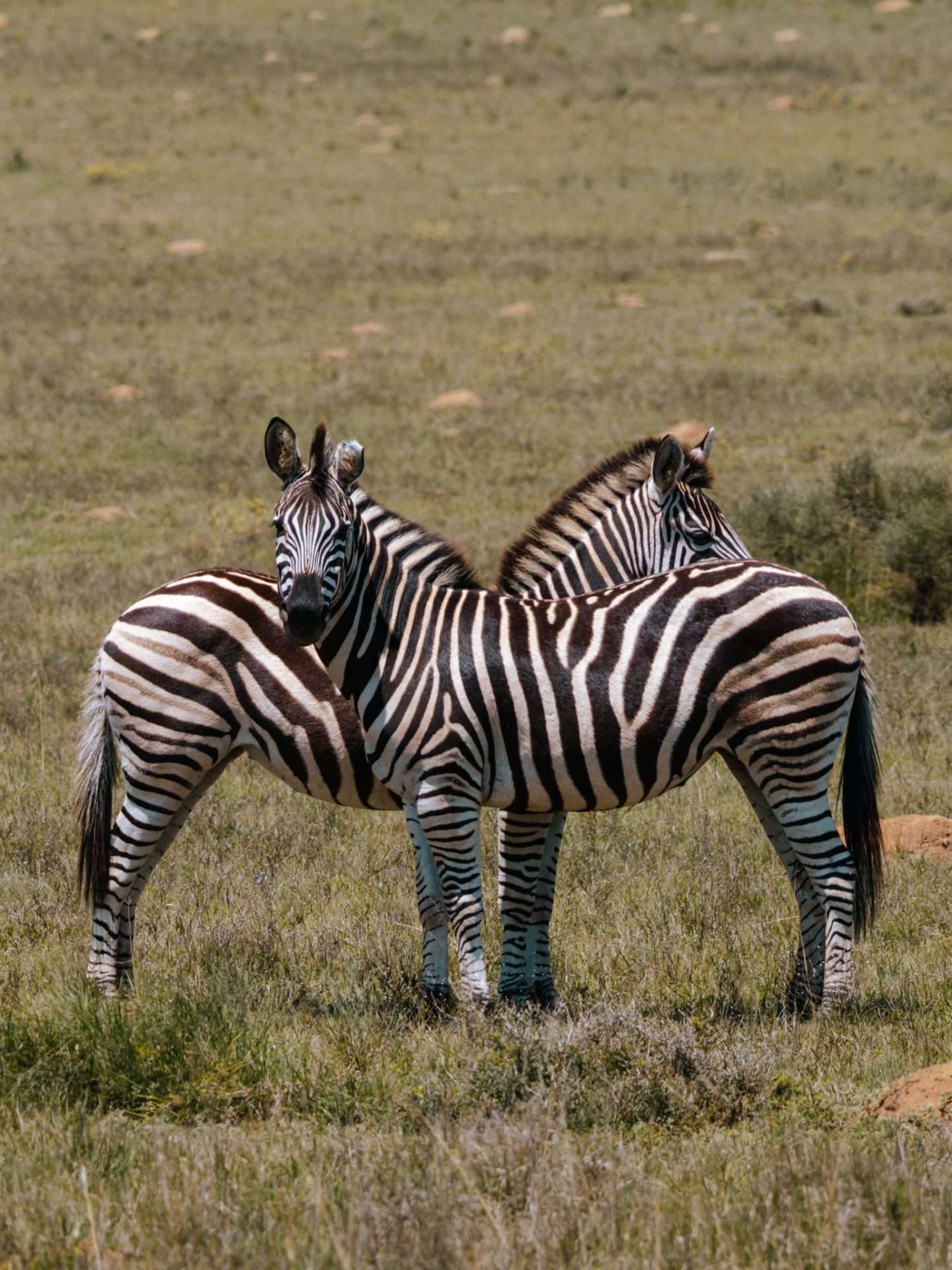 zebra's