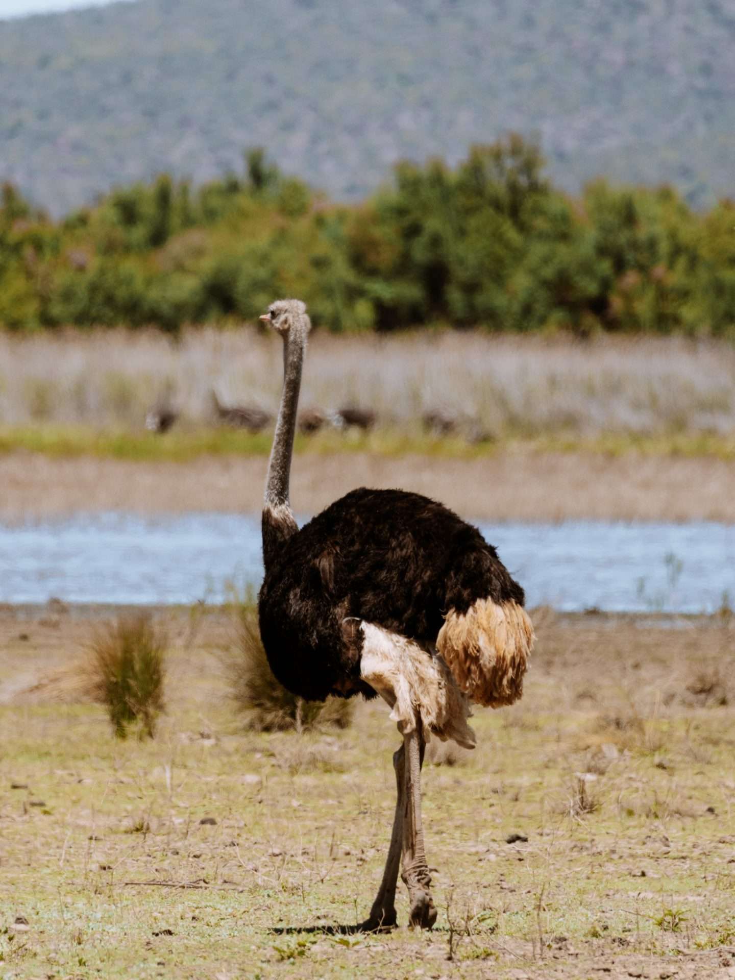 struisvogels zuid-afrika