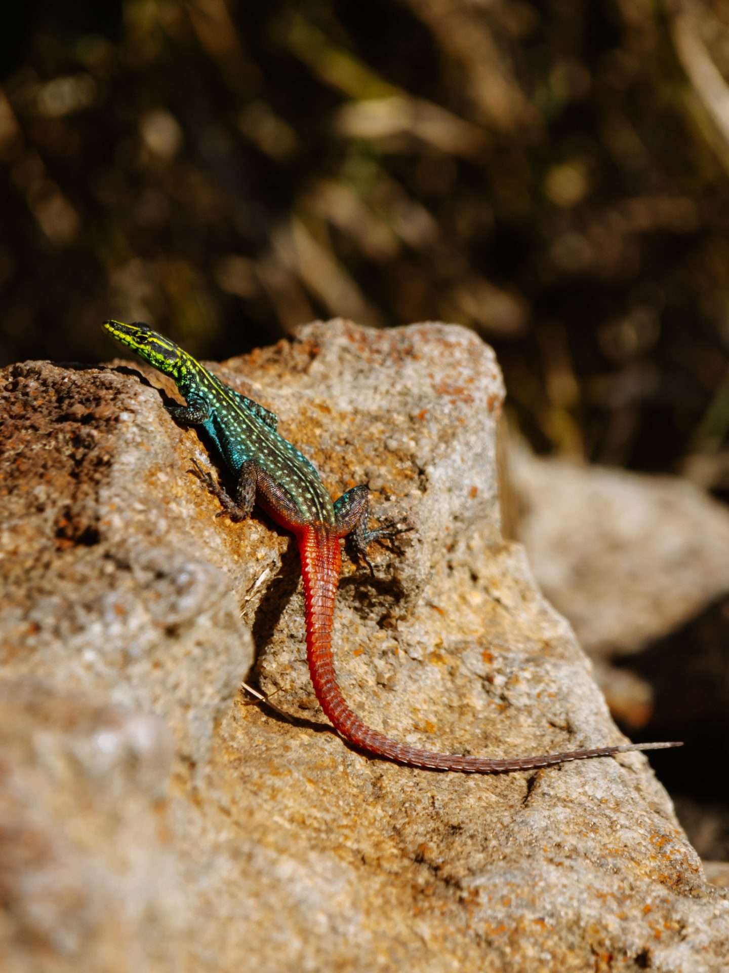 salamander zuid-afrika