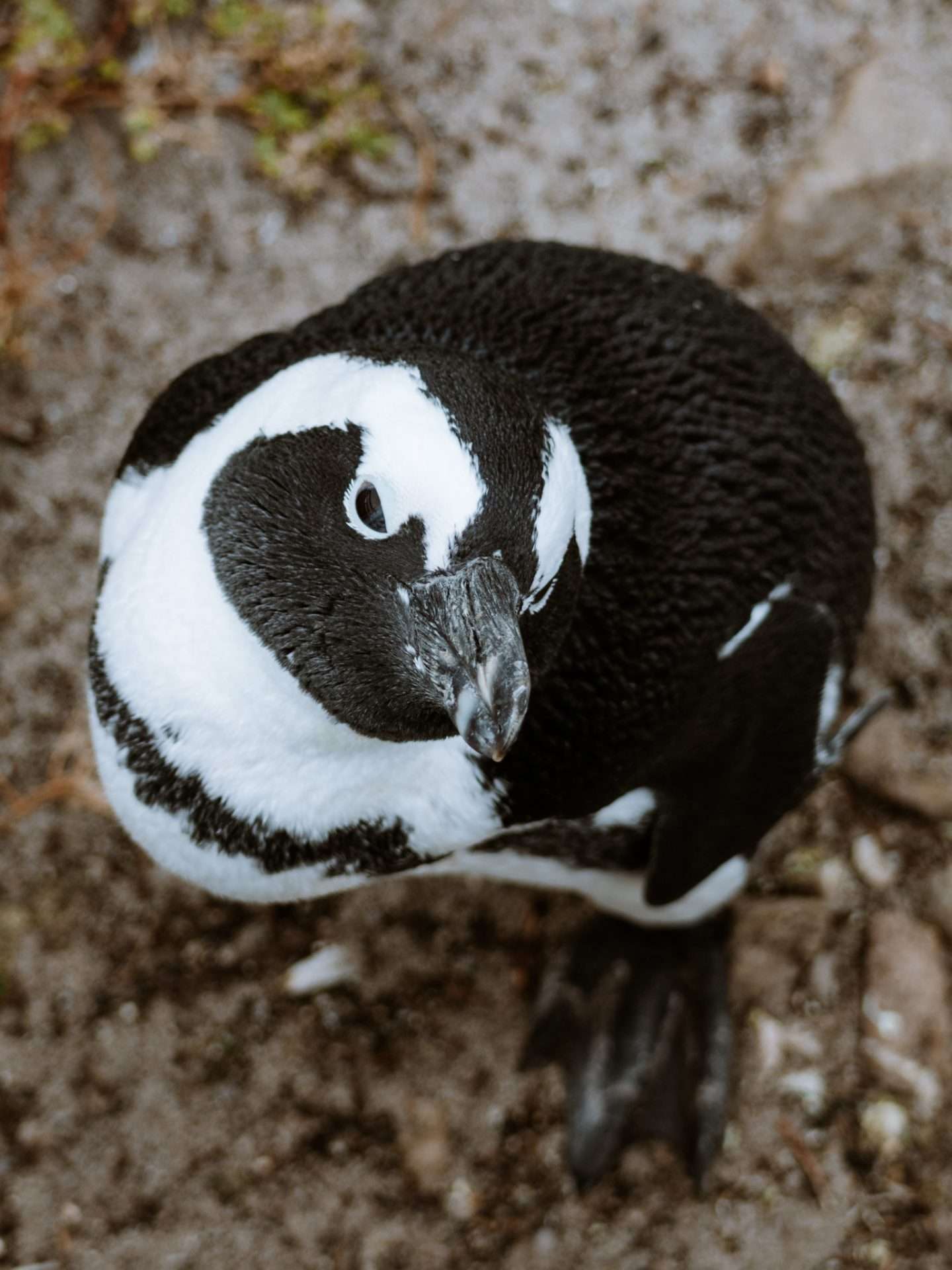 pinguïn