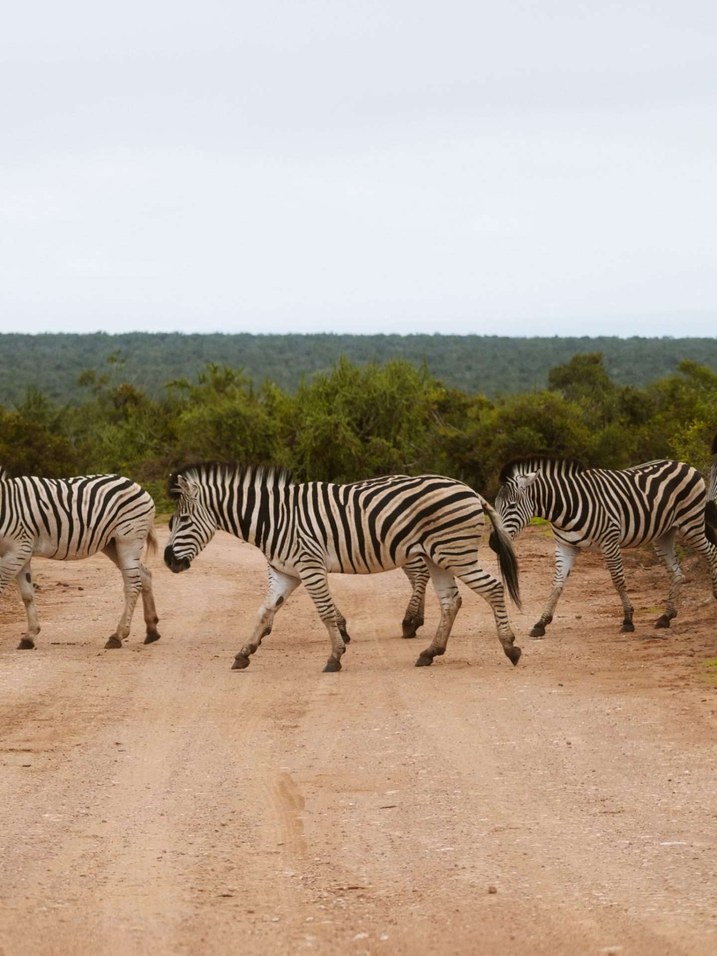 zebra's