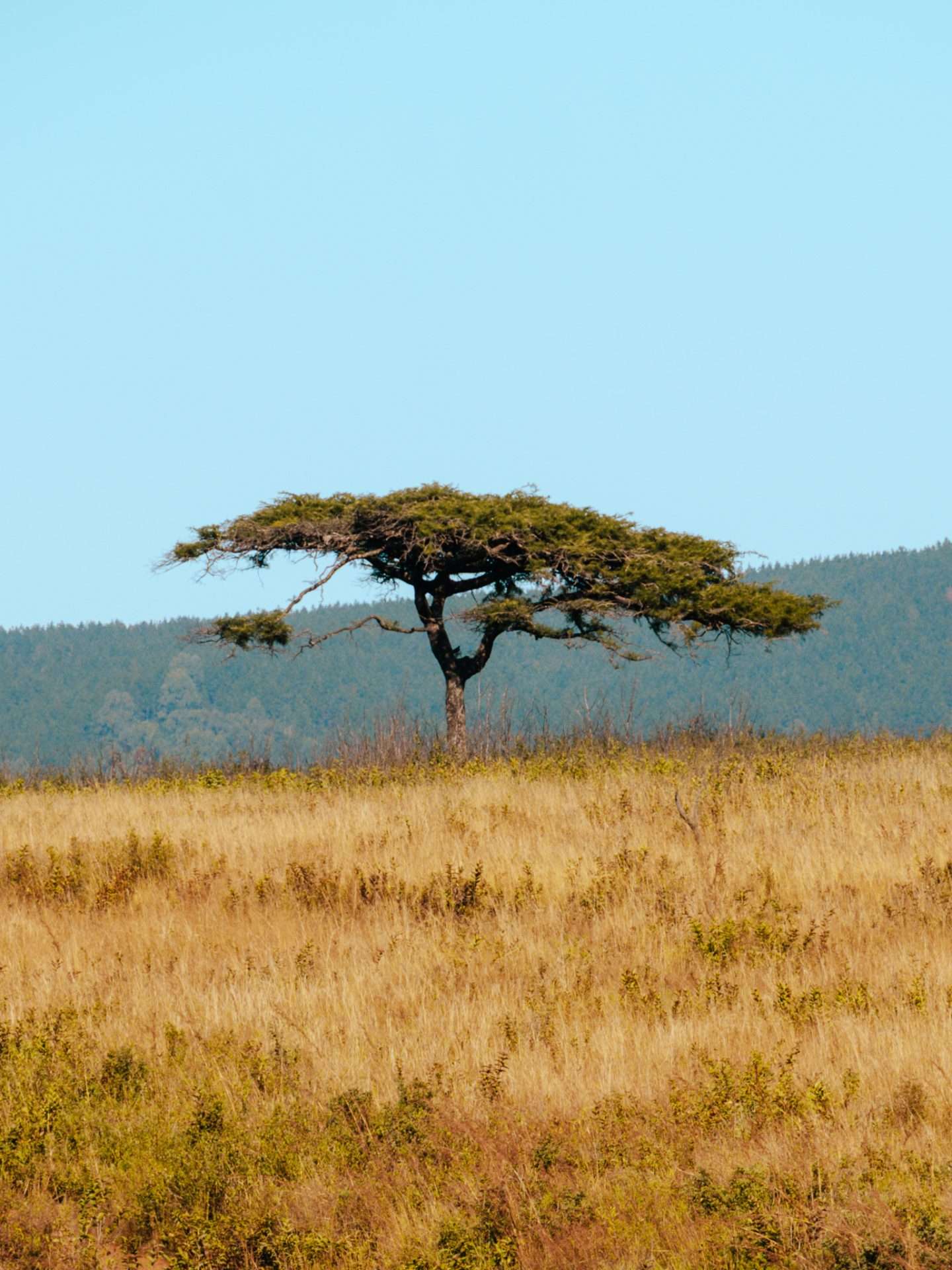 zuid-afrikaanse boom