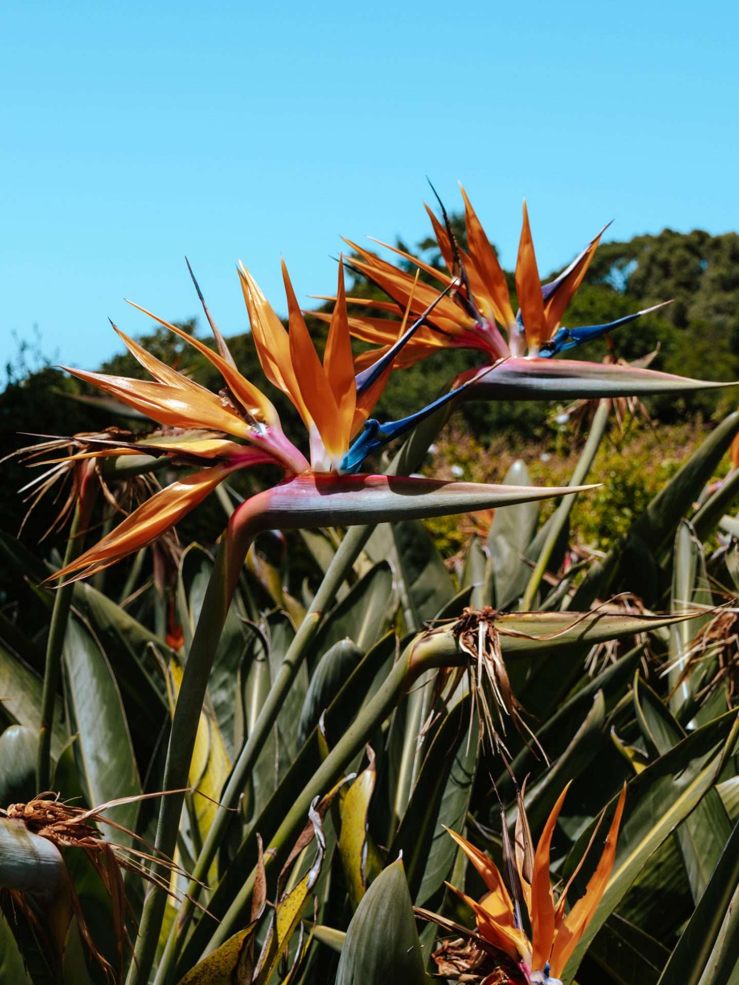 kirstenbosch botanical garden