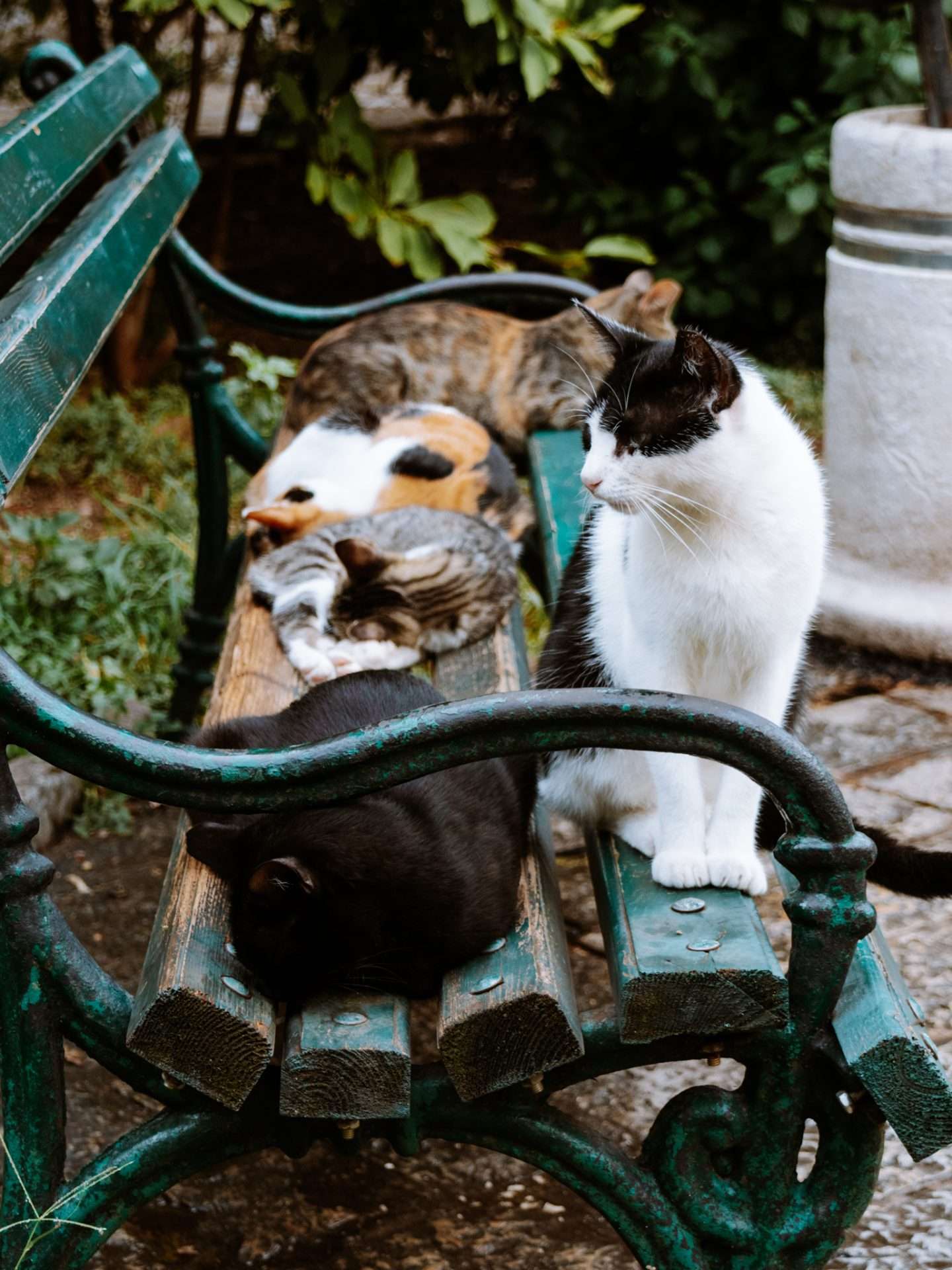 katten van kotor