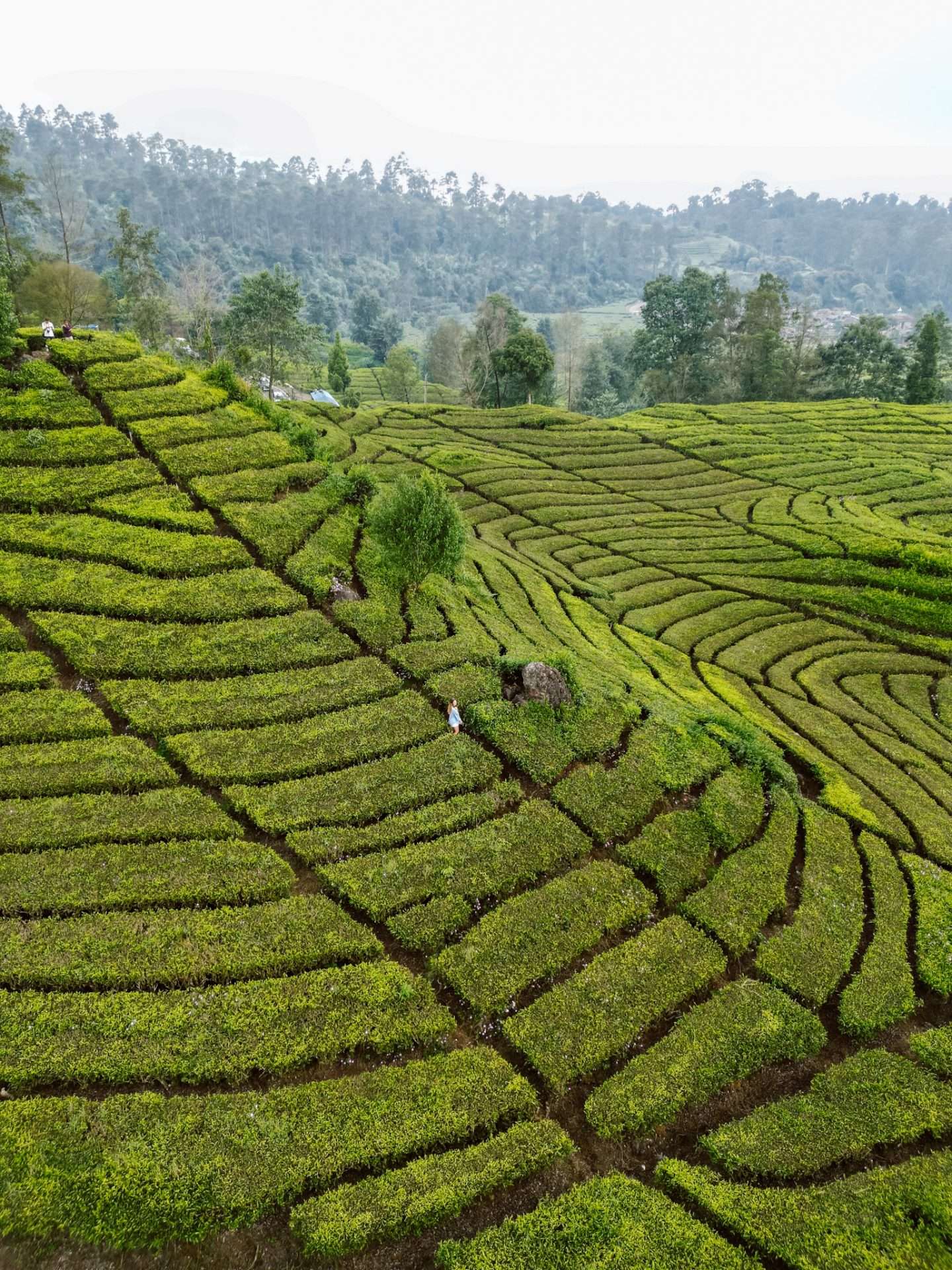 theeplantages ciwidey