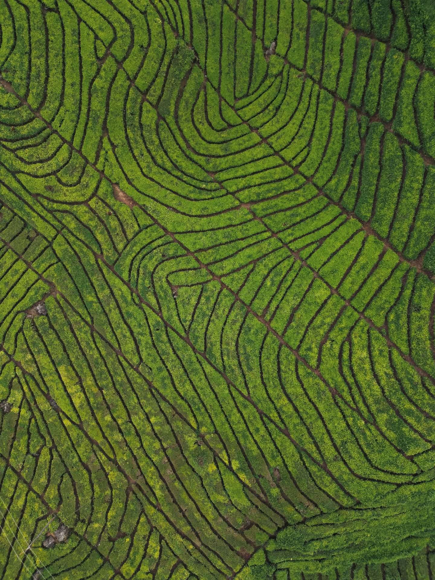 droneshot theeplantages bandung