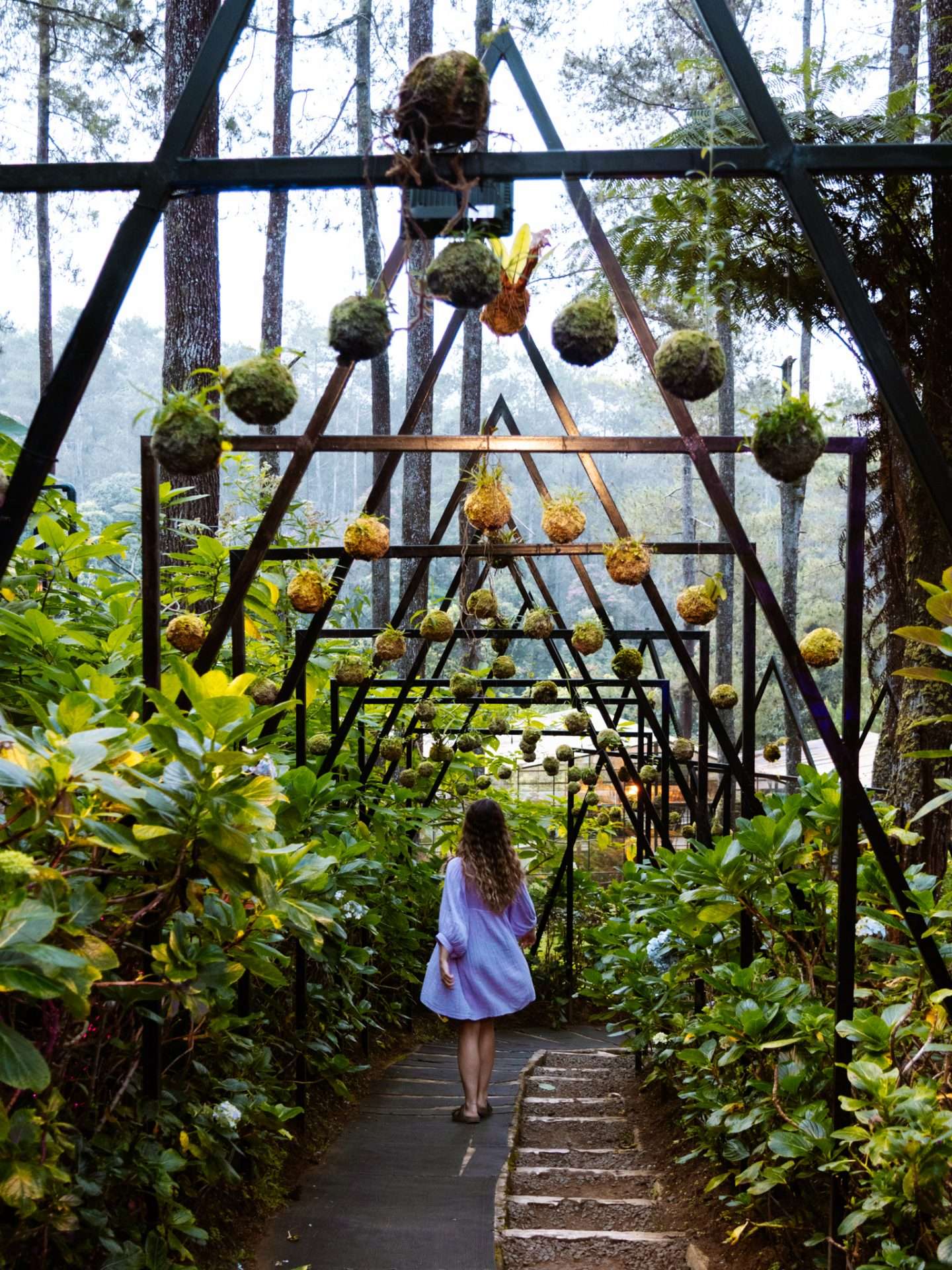 orchid forest