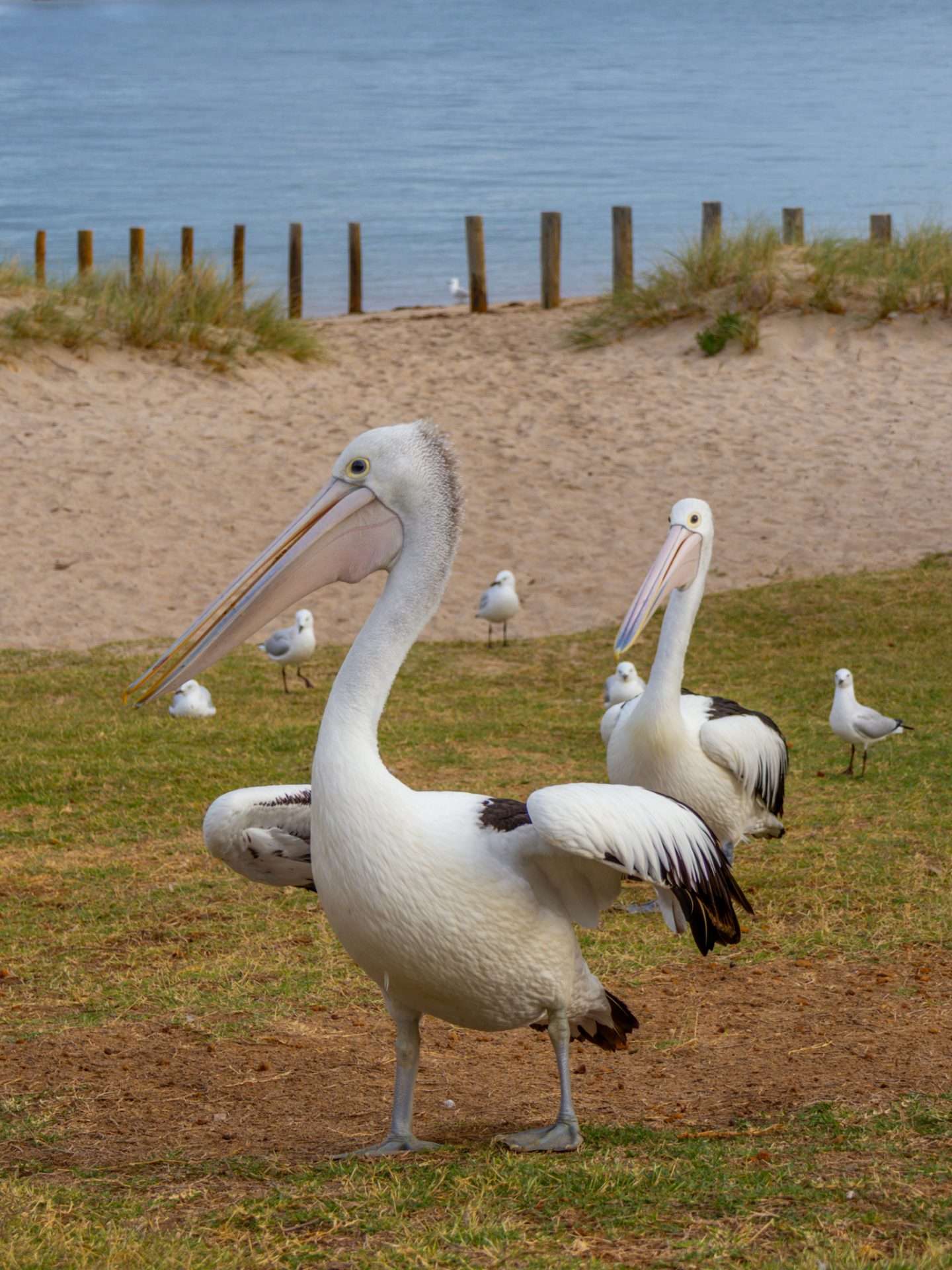 pelikanen in kalbarri
