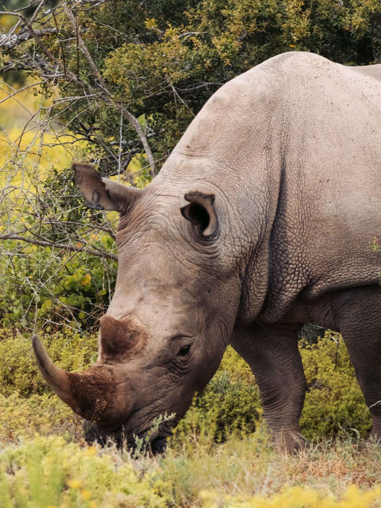 neushoorn zuid-afrika