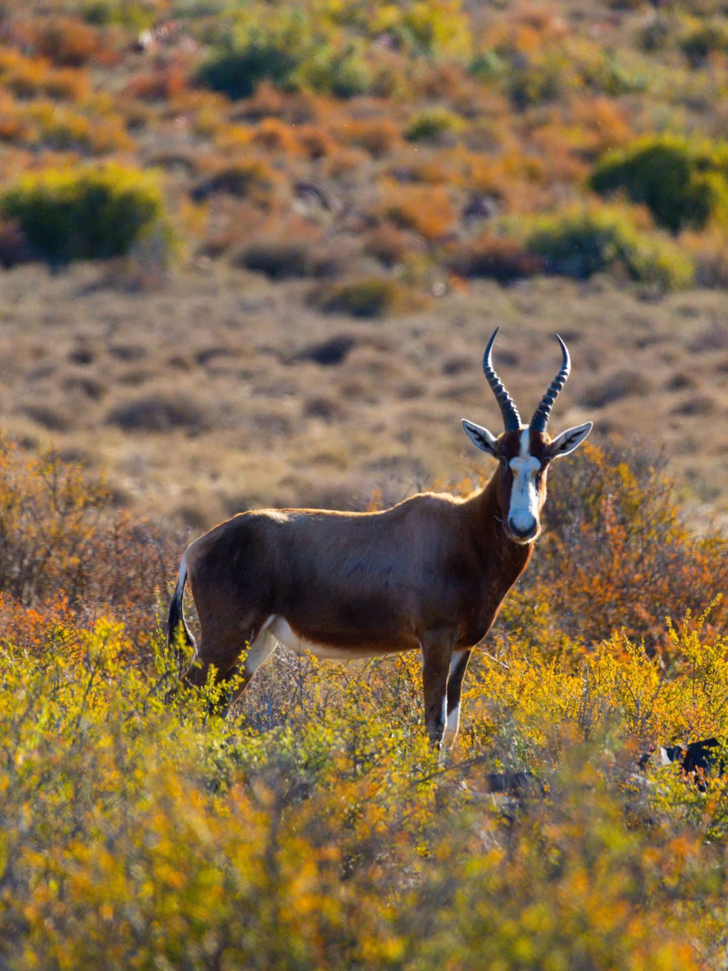 cambedoo national park