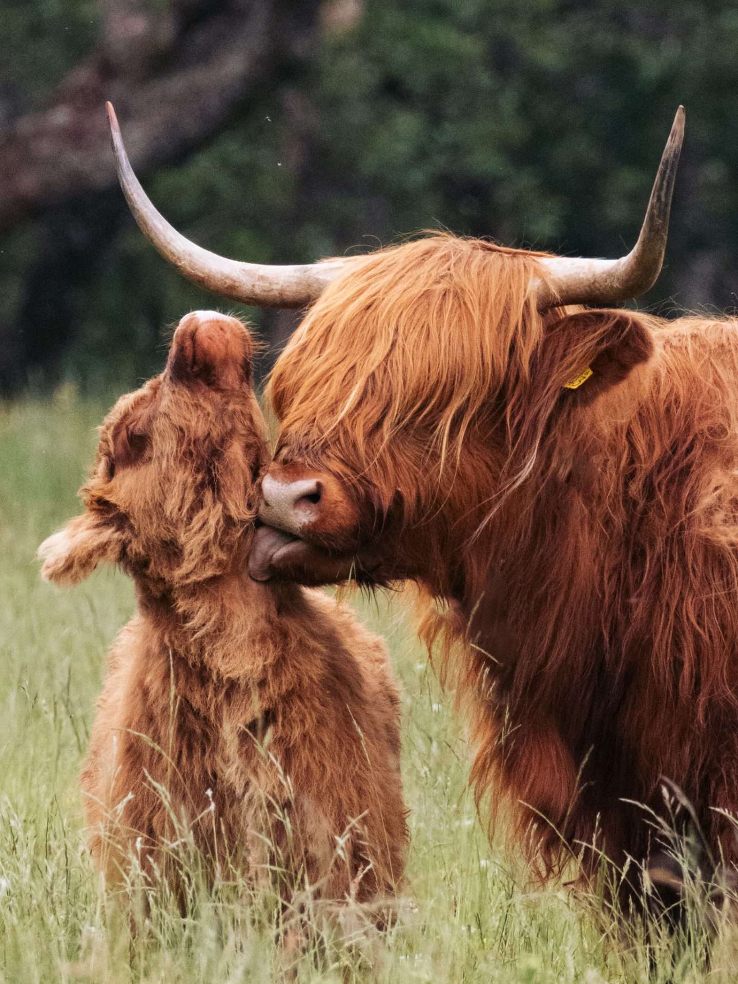 highland koe schotland