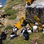 puffins isle of may