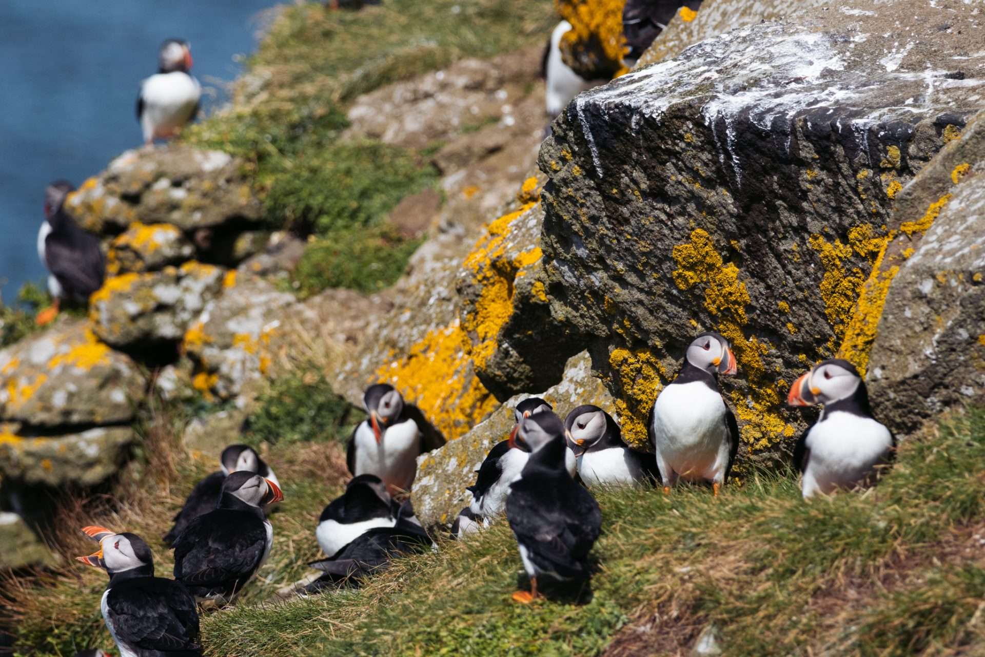 puffins isle of may