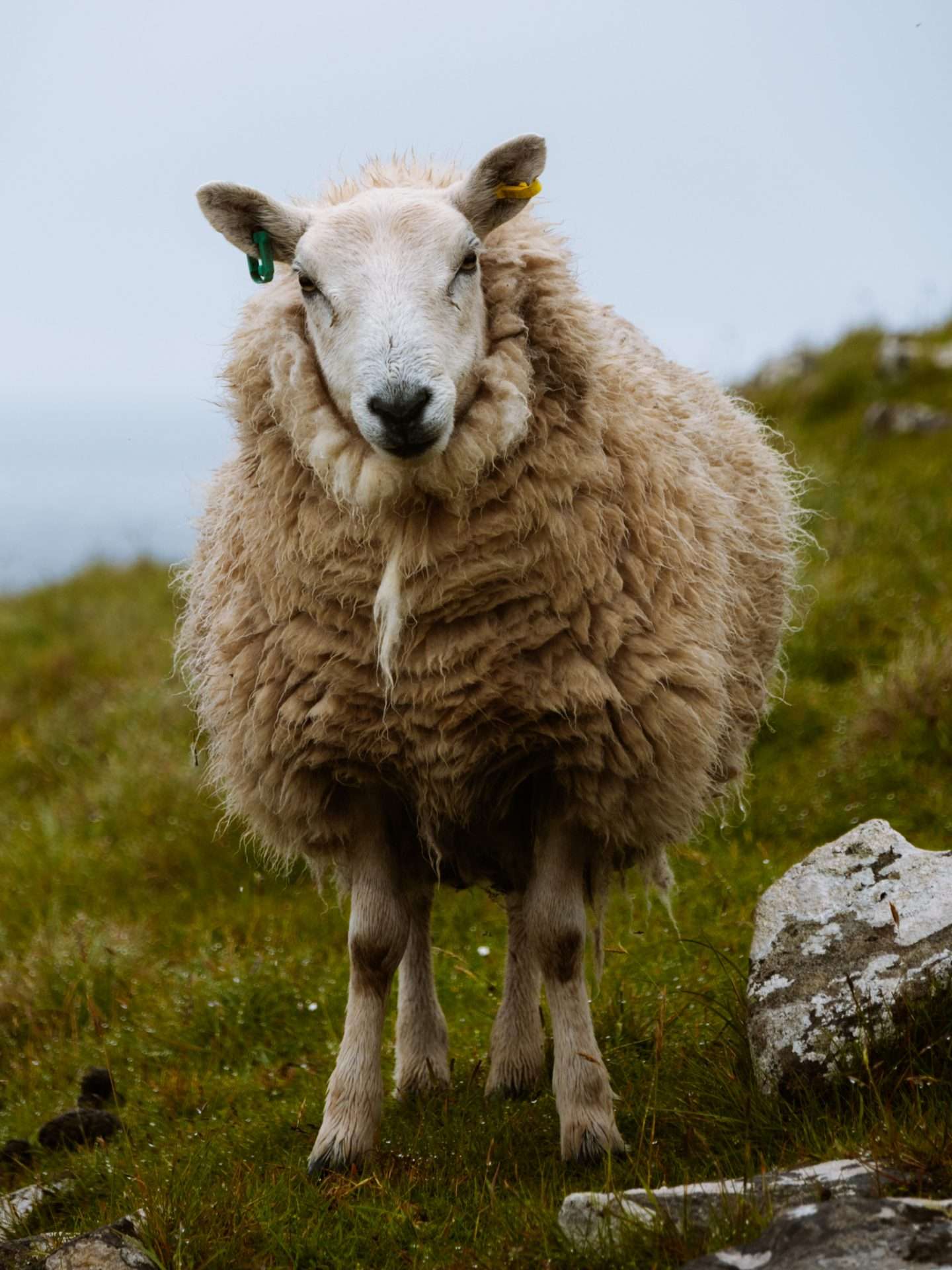 schaap isle of skye