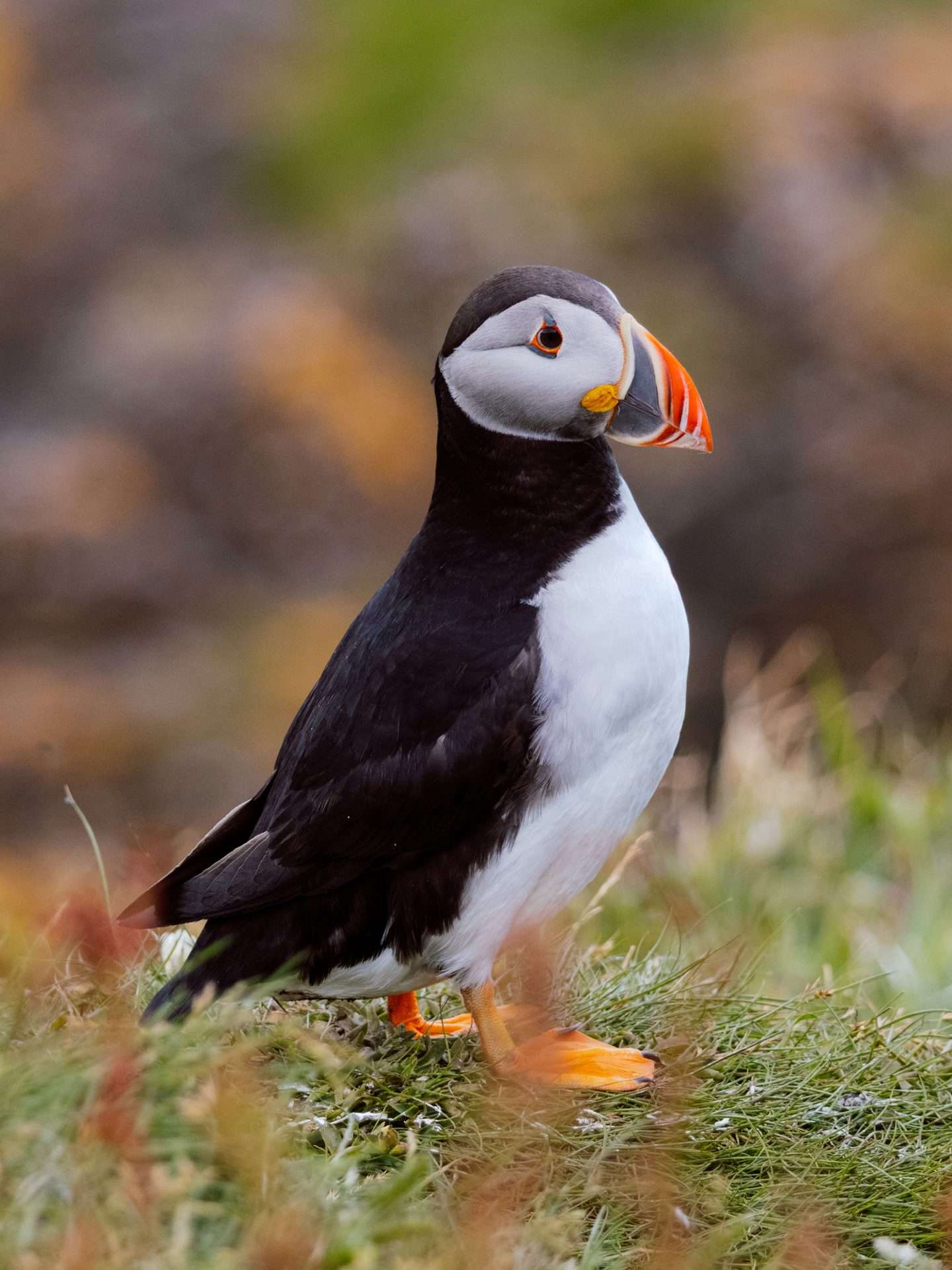 papegaaiduiker schotland