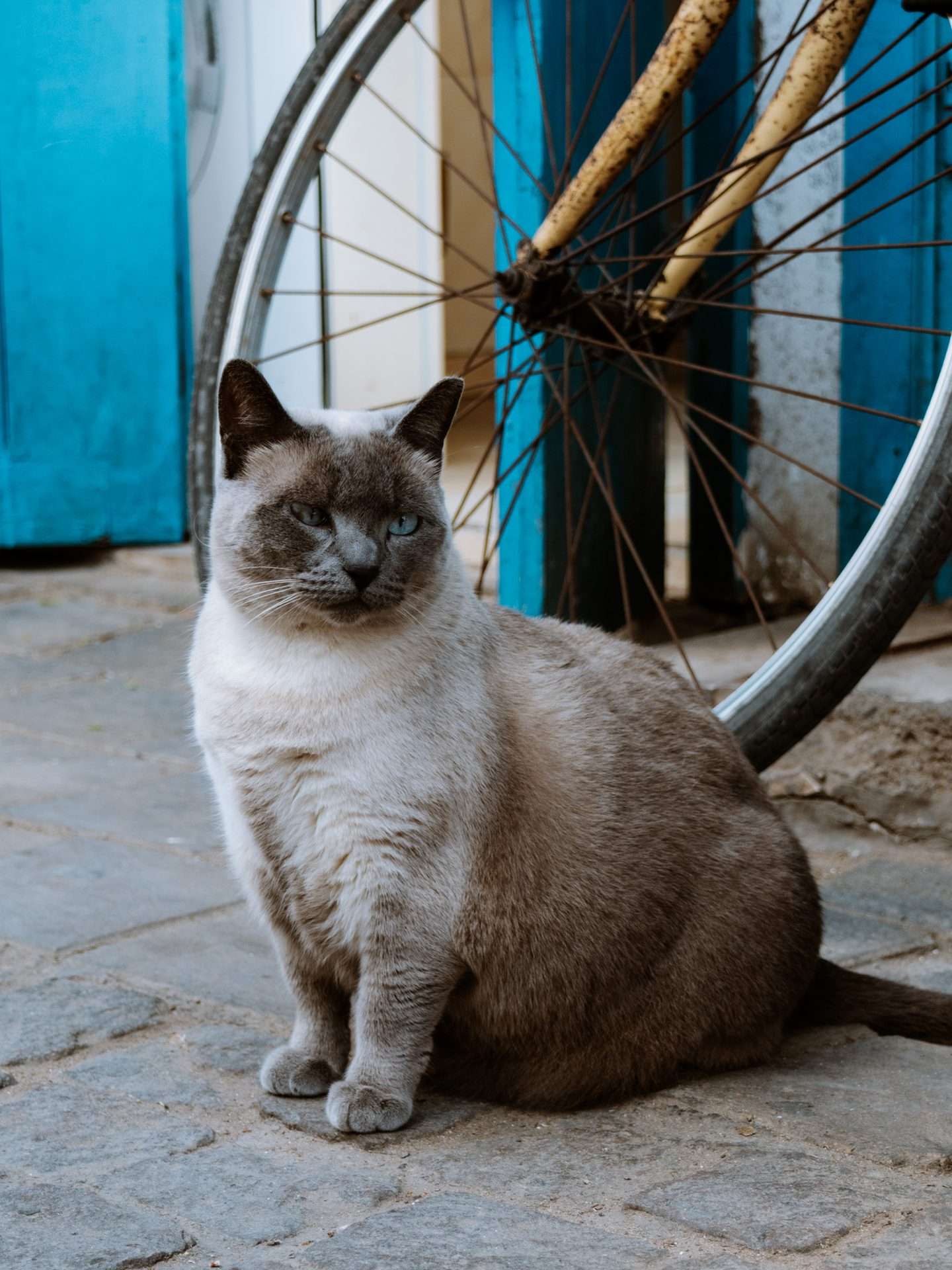 marokko kat