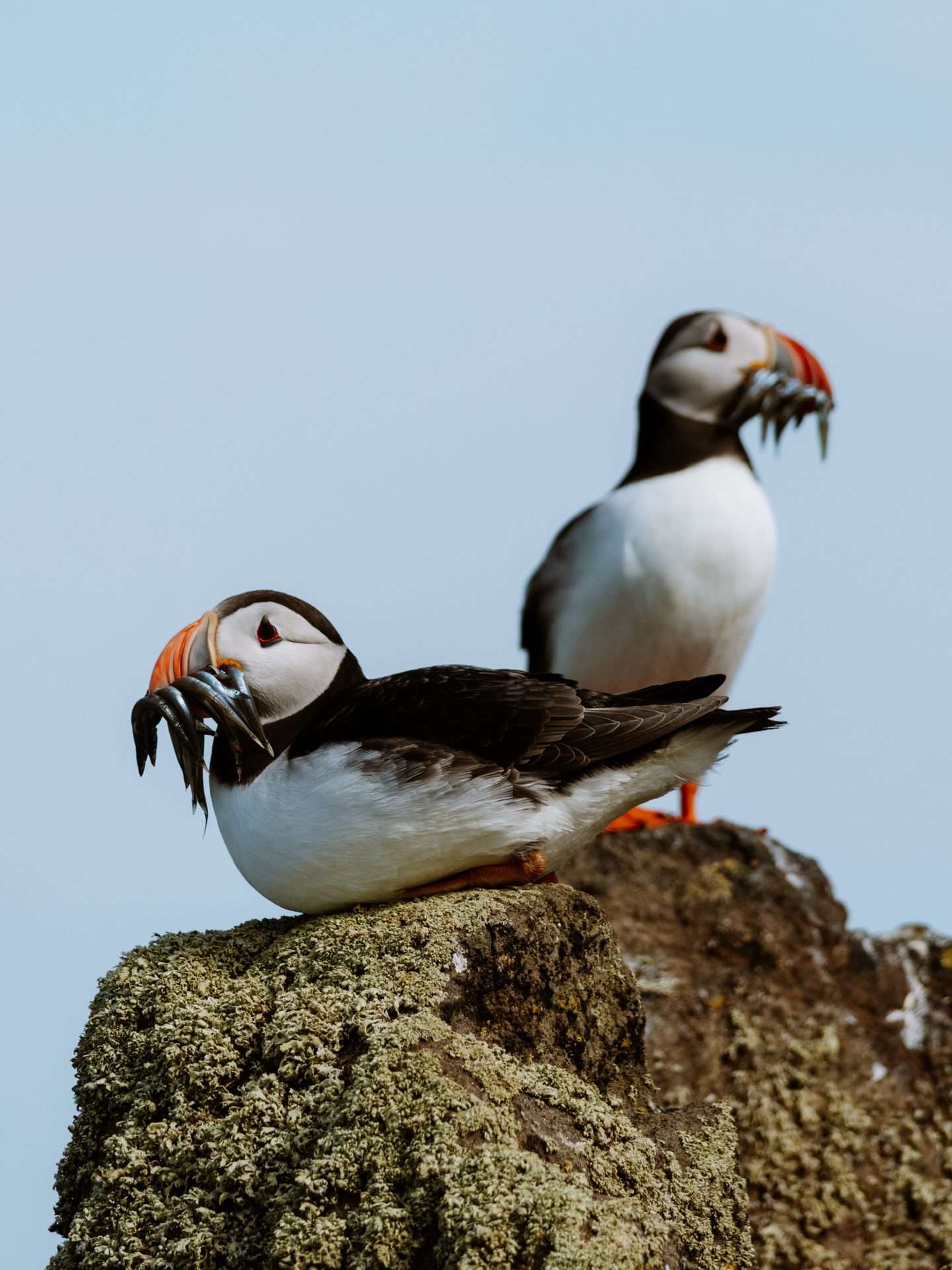 puffins isle of mull